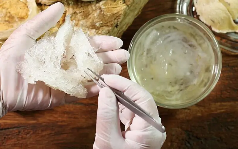 Tổ yến chưng đường phèn bổ dưỡng