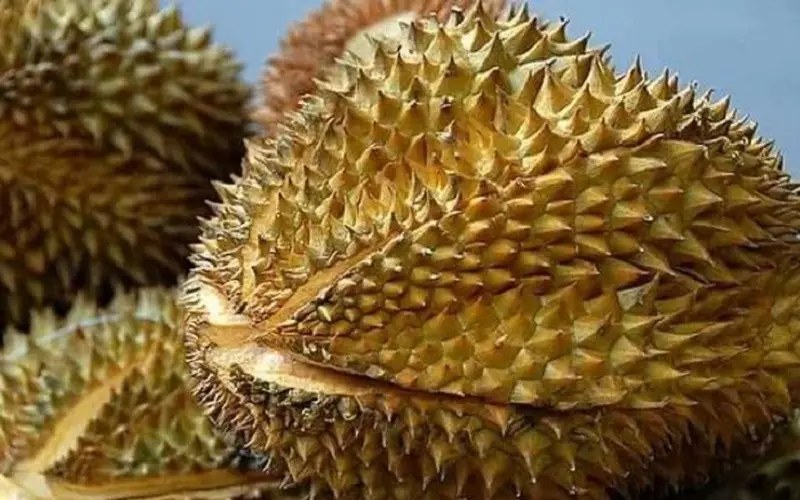 Phần đuôi sầu riêng xuất hiện các đường rãnh nhỏ dài