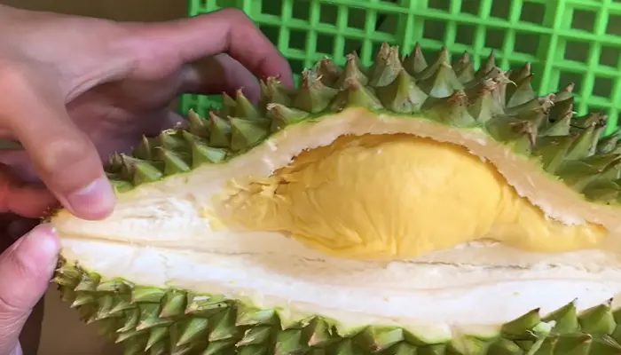 Ủ sầu riêng bằng nhang cũng khá hiệu quả