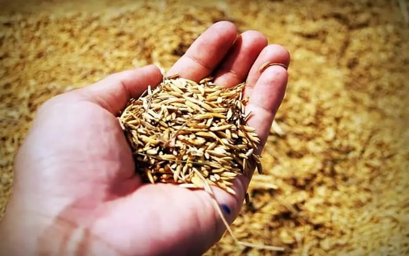Ủ sầu riêng bằng túi giấy, túi ni lông