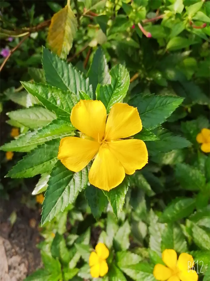 Khách hàng review Điện thoại Huawei Y9 (2019) 4
