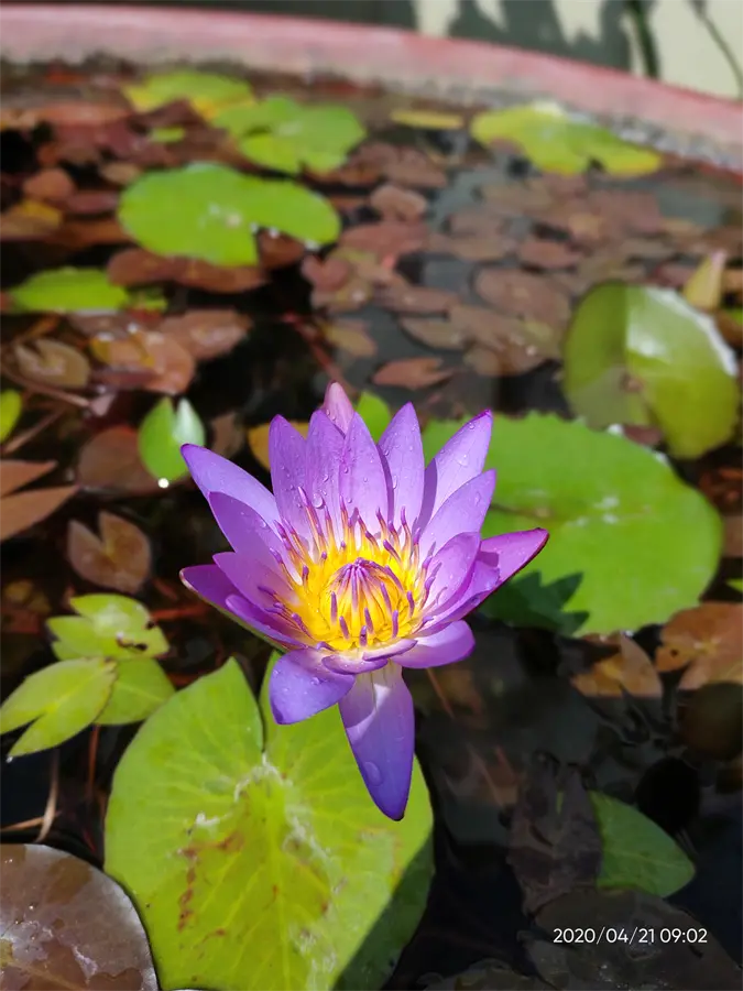 Khách hàng review Điện thoại realme 6 Pro 4