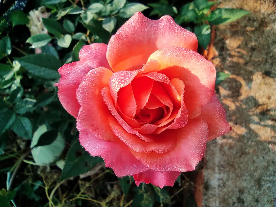 Khách hàng review Điện thoại Xiaomi Redmi Note 9S 19