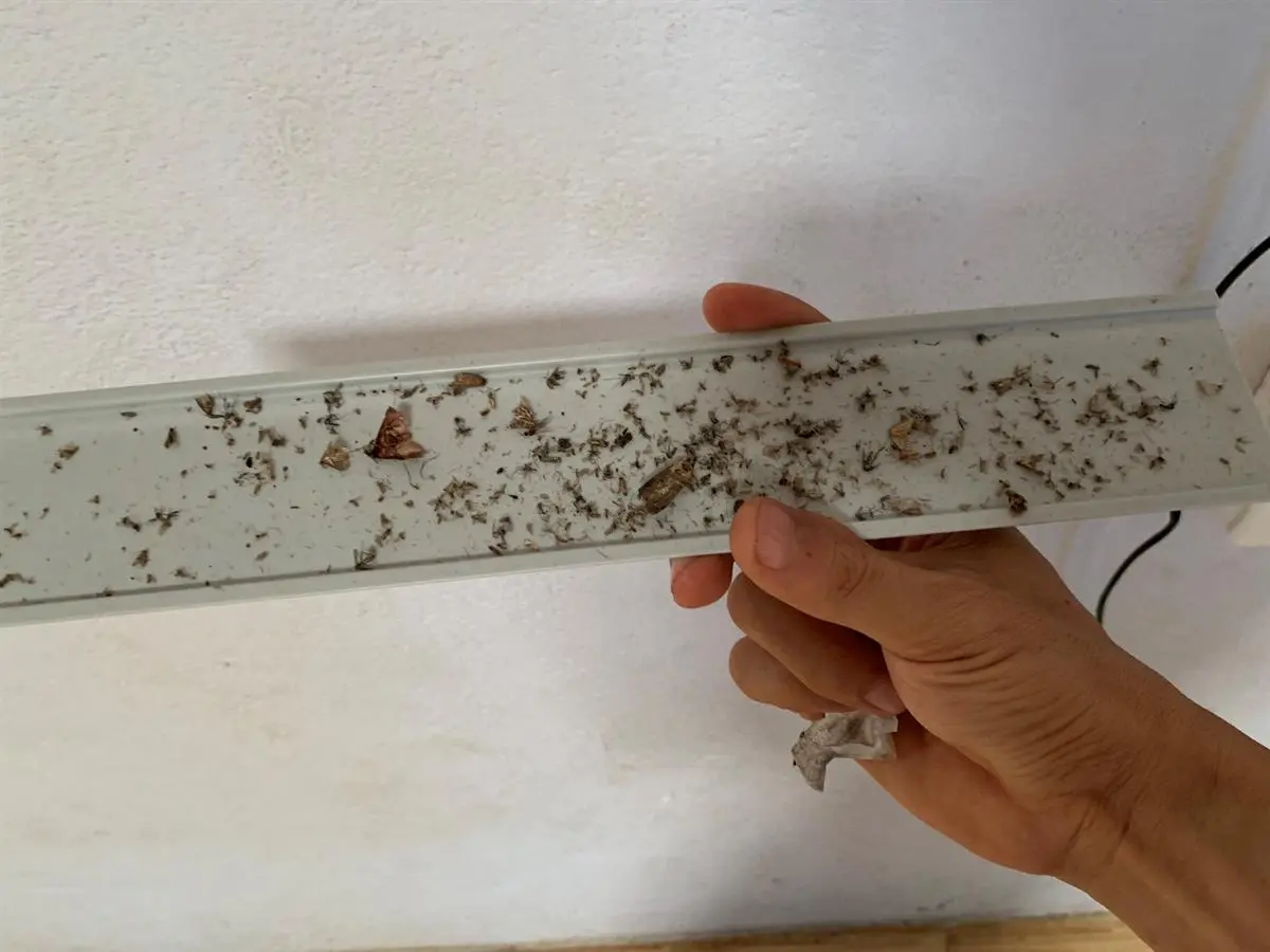 Khách hàng review Đèn bắt muỗi Điện Quang ĐQ EML06L 14