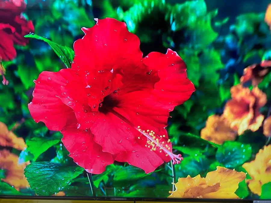 Khách hàng review Android Tivi Sony 4K 55 inch KD-55X85J 7