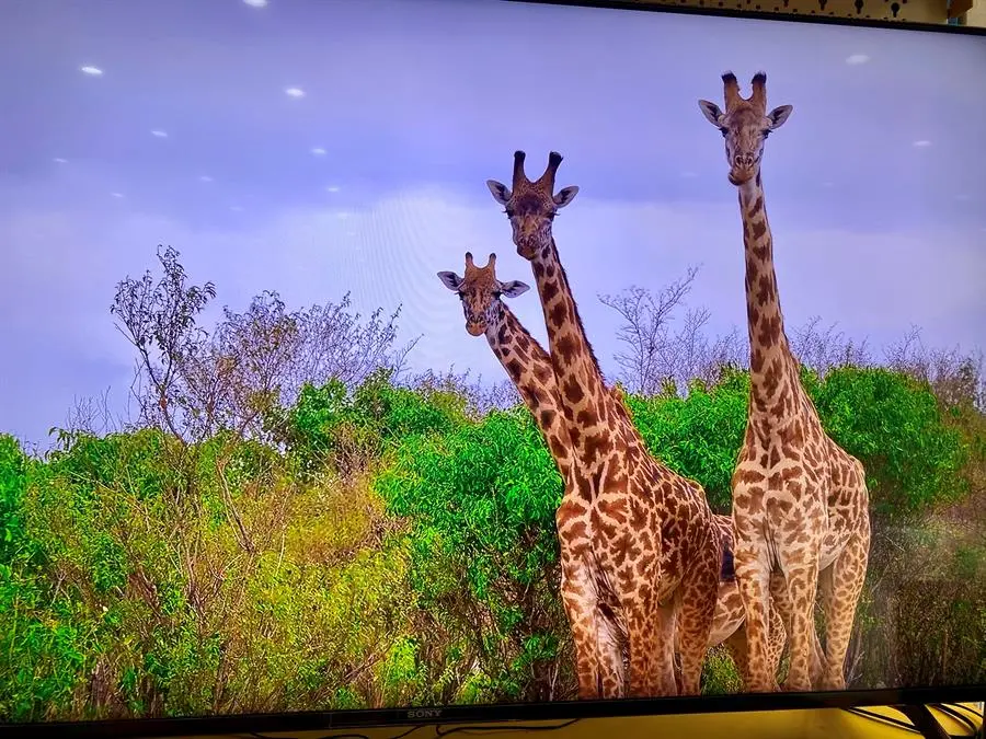 Khách hàng review Android Tivi Sony 4K 55 inch KD-55X80J 3