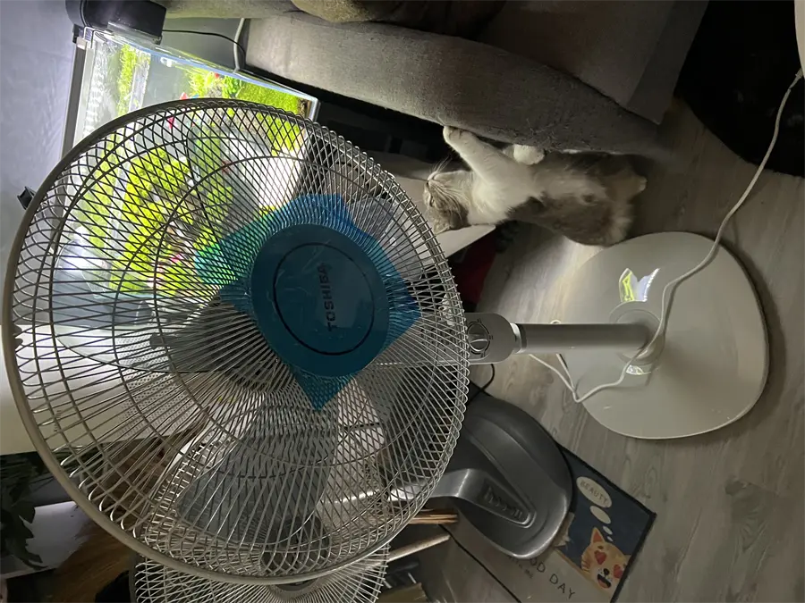 Khách hàng review Quạt đứng Toshiba 5 cánh F-LSA10(H)VN 50W 1